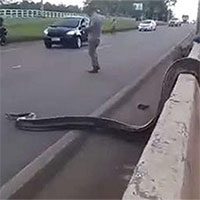 Điều kỳ diệu xảy ra khi một con trăn Anaconda khổng lồ cố gắng băng qua đường