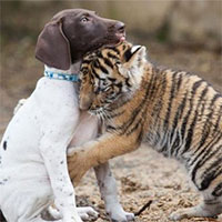 Chú hổ Bengal bất hạnh bị mẹ ruồng bỏ, may mắn tìm lại được hơi ấm từ người bạn thân khác loài