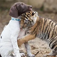 Chú hổ Bengal bất hạnh bị mẹ ruồng bỏ, may mắn tìm lại được hơi ấm từ người bạn thân khác loài
