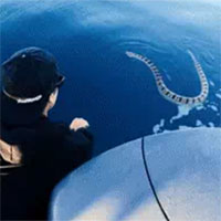 Thấy sinh vật khoang đen trắng cực độc, người đàn ông bất ngờ nhảy luôn xuống biển để lại gần