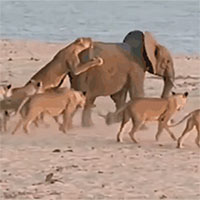Voi con bị đàn sư tử nhảy lên lưng hạ sát và cái kết không tưởng