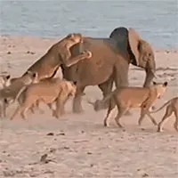 Voi con bị đàn sư tử nhảy lên lưng hạ sát và cái kết không tưởng