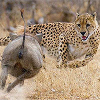 Chuyện ngược đời, lợn bướu lập hội đi cướp con mồi của báo săn