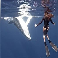 Cá voi suýt húc trúng thợ lặn trong lúc chơi đùa