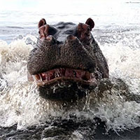 Trải nghiệm một lần chọc giận hà mã, chạy còn nhanh hơn cả 