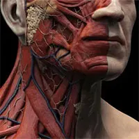 Phát hiện thêm bộ phận cơ thể mới trong cơ thể người