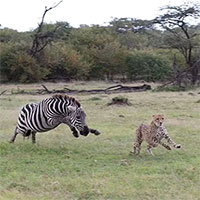 Ngựa vằn dũng cảm 