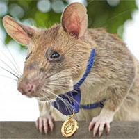 Vì sao Campuchia tiếc thương một chú chuột vừa qua đời?