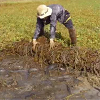 Chỉ dùng tay lật đám muống nước lên, người đàn ông đã có ngay thu hoạch đầy ắp thau