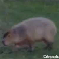 Cận cảnh con chuột lang khổng lồ dài tới hơn 1 mét thong dong đi trong sân golf