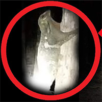 Người đàn ông giật mình khi nhìn thấy sinh vật bí ẩn này trong vườn cao su