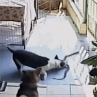 Pitbull hung hăng tử chiến rắn hổ mang và cái kết bất ngờ