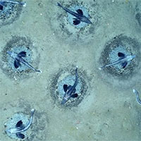 Phát hiện quần thể 60 triệu tổ cá băng dưới đáy biển Nam Cực