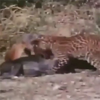 Cả gan tử chiến báo hoa mai, chó sói nhận kết cục thảm khốc