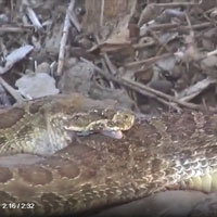 Video: Hãi hùng cảnh rắn đuôi chuông cắn ngập hai răng nanh và tự tiêm nọc vào cơ thể mình