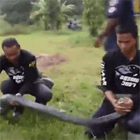 Rắn hổ mang chúa dài 4 mét bị 9 con chó nhà cắn nát người
