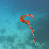 Loài bạch tuộc con đực nhỏ hơn con cái 10.000 lần, nhưng cực kỳ 