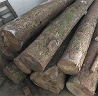 Lạ đời cây gỗ bán giá gần 9.000 tỷ nhưng cho giống không ai muốn trồng