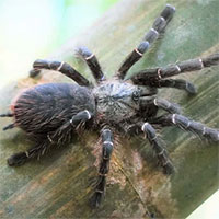 Phát hiện loài nhện khổng lồ Tarantula mới ẩn nấp bên trong thân tre