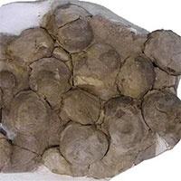 Tổ khủng long 193 triệu năm tuổi chứa trứng với phôi nguyên vẹn vừa được phát hiện ở Argentina
