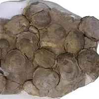 Tổ khủng long 193 triệu năm tuổi chứa trứng với phôi nguyên vẹn vừa được phát hiện ở Argentina