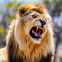 Biến đổi khí hậu khiến sư tử và gấu cổ đại tuyệt chủng?