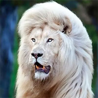 Sư tử trắng hiếm hoi xuất hiện ở Nam Phi