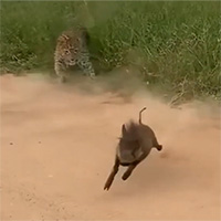 Lợn bướu thoát khỏi vuốt báo hoa mai trong gang tấc