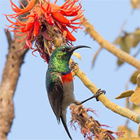 Vì sao nhiều loài chim hót chỉ 