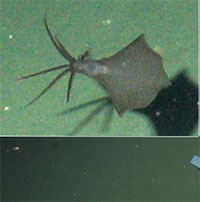 Phát hiện mực vây lớn sống ở độ sâu lớn nhất thế giới