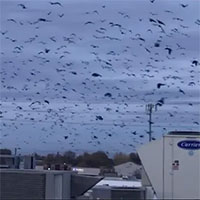 Quạ gây náo loạn khiến một thị trấn ở Mỹ phải sử dụng tia laser để xua đuổi