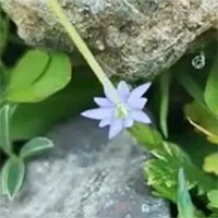 Phát hiện loài hoa 