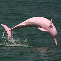 Cá heo hồng bất ngờ xuất hiện ở vùng biển Việt Nam, hiếm đến thế nào mà ngư dân thích thú hét to?