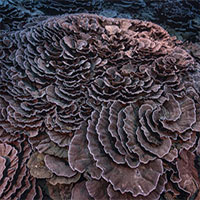 Phát hiện rạn san hô nguyên sơ khổng lồ hình hoa hồng