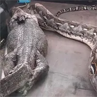 Kỳ đà sống sót "ngoạn mục" sau khi bị trăn Miến Điện khổng lồ nuốt chửng