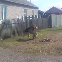 Chó Pitbull tử chiến nảy lửa với chó Becgie và cái kết khó tin