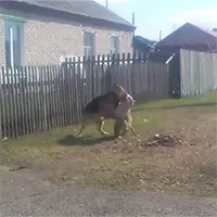 Chó Pitbull tử chiến nảy lửa với chó Becgie và cái kết khó tin