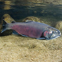 Cá hồi trở lại dòng suối ở California sau 25 năm