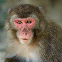 Nữ hoàng khỉ tuyết có thể bị bạn tình tiếm ngôi