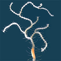 Quái vật chưa từng biết, giống 