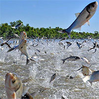 Nhóm người ngồi xuồng qua sông thì bị đàn cá nhảy lên bao vây, tại sao vậy?