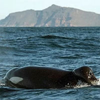 Đôi cá voi sát thủ 