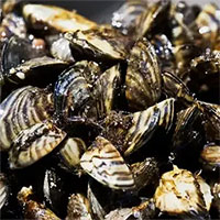 Top 6 động thực vật châu Á đang là nỗi ám ảnh với người Mỹ