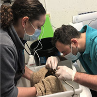 Cá đi nha sĩ chỉnh sửa vì răng phát triển quá lớn