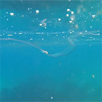 Bất ngờ bắt gặp sinh vật 