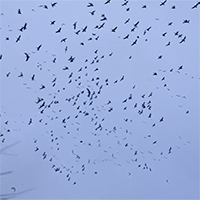 Tại sao hàng trăm con ngỗng tuyết bỗng 