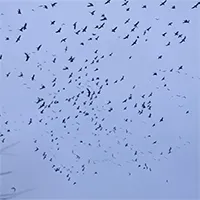 Tại sao hàng trăm con ngỗng tuyết bỗng "rụng như sung" khi đi qua khu vực tử thần này?