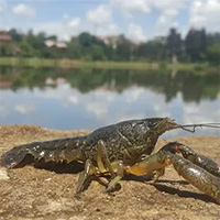 Các nhà khoa học cho hay: Ăn thịt tôm hùm đất là cách tận diệt tốt nhất loài vật trinh sản đáng sợ này