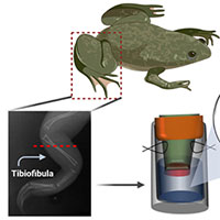 Tìm ra cách kích thích thành công ếch mọc lại chân