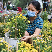 Lưu ý 6 KHÔNG khi mua hoa Tết cần phải chú ý để chọn được hoa vừa rẻ đẹp lại lâu tàn